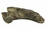 Hadrosaur (Hypacrosaurus) Jaw Section - Two Medicine Formation #110303-11